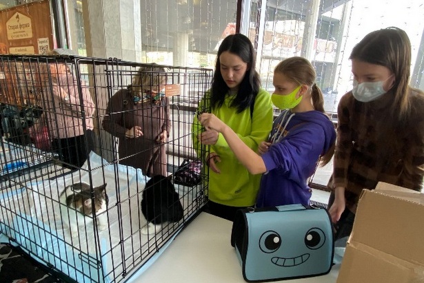 Зеленоградская выставка «Теплые коты» помогла обрести дом 23 пушистикам