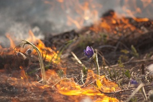 Поджоги сухой травы наносят огромный вред природе