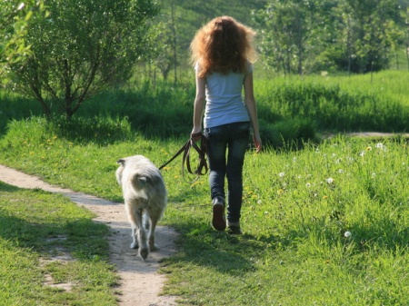 Ветслужбы проверят собачьи площадки Зеленограда на предмет заражения токсокарозом