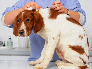 Ветеринарная служба напоминает о необходимости привить своих питомцев от бешенства 