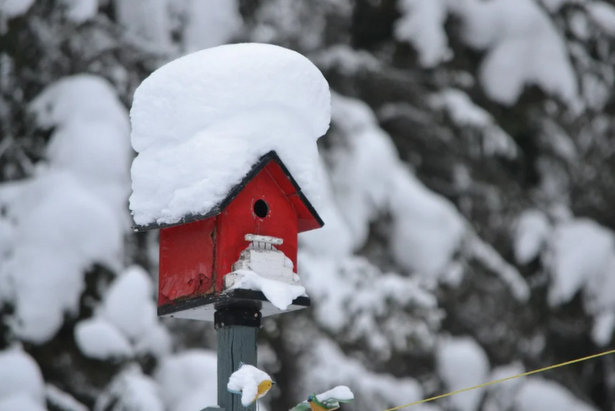 Зеленоградские волонтеры взяли шефство над зимующими в городе птицами