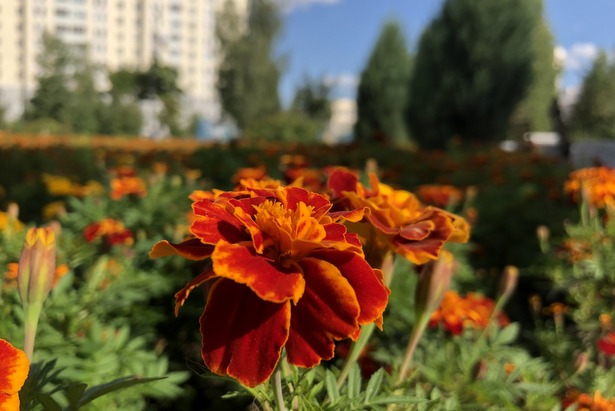 Более 660 тысяч цветов украсят этим летом улицы и площади Зеленограда
