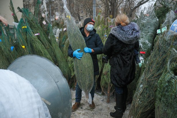 Депутат МГД Киселева: Портал открытых данных поможет найти елочный базар и пункт утилизации деревьев