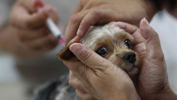В 9-м микрорайоне сегодня проводится вакцинация животных от бешенства