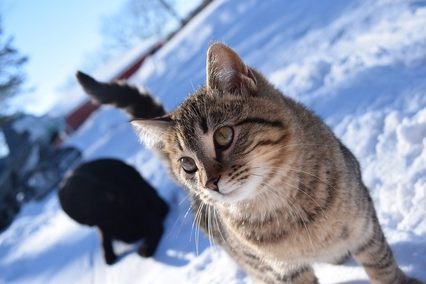 Сын Юрия Куклачева посоветовал россиянам вывезти кошек на охоту