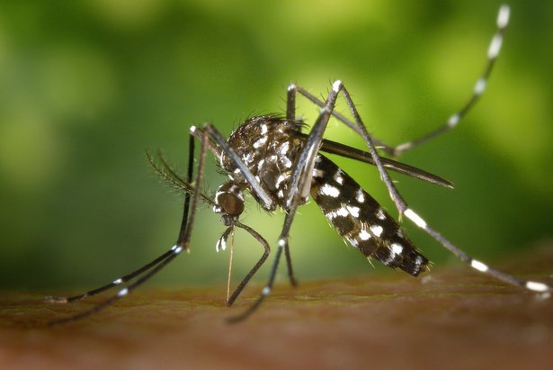 Врачи дали рекомендации по профилактике комариных укусов