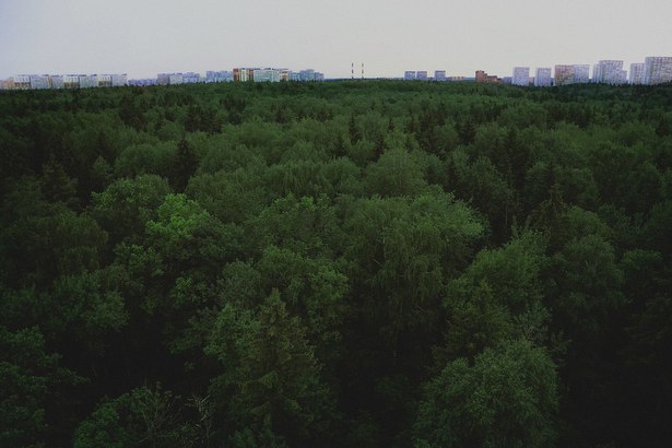 Уборке территории 23 квартала Крюковского лесопарка уделяется повышенное внимание