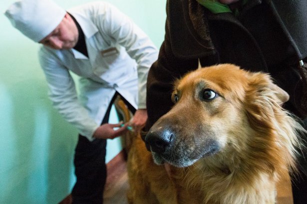 Депутат МГД Александр Козлов отметил необходимость тотальной вакцинации собак и кошек от бешенства