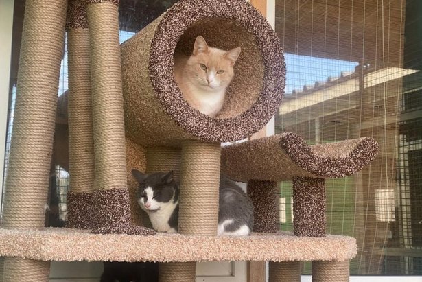 В зеленоградских приютах для бездомных животных появились новые домики для кошек