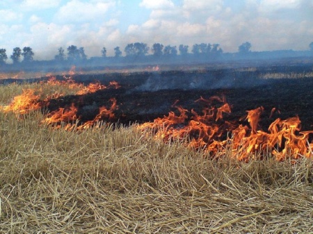 В Зеленограде отмечается рост бесконтрольного пала сухой травы