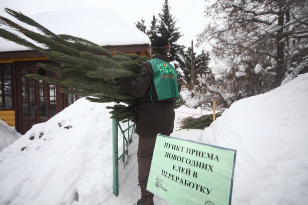 За неделю «Елочного круговорота» москвичи сдали на утилизацию 2,6 тыс елок