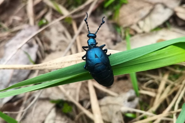 В Зеленограде обнаружен находящийся под угрозой исчезновения жук