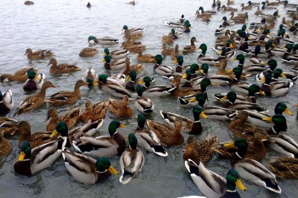 Участники акции «Серая шейка» насчитали в Зеленограде 183 водоплавающие птицы