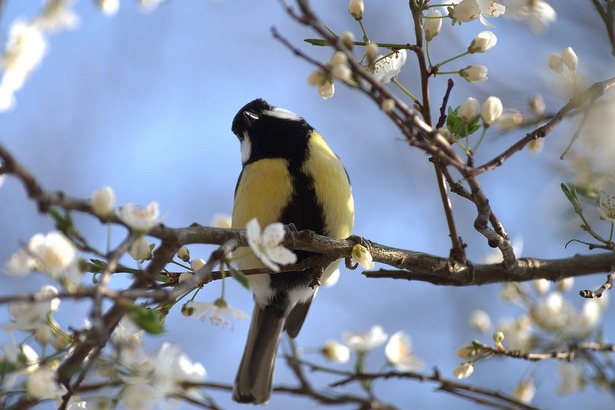 В Зеленограде отметят Международный день птиц