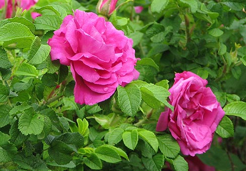 В этом году дворы Старого Крюково украсят 200 кустов розы морщинистой