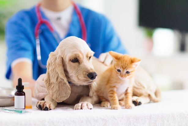 Эксперты рассказали зачем нужно вакцинировать домашних животных