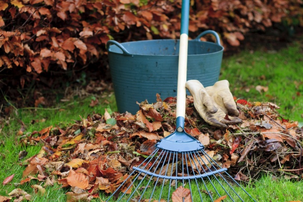 Москвичам предложили выбрать регламент уборки опавшей листвы в своих дворах 