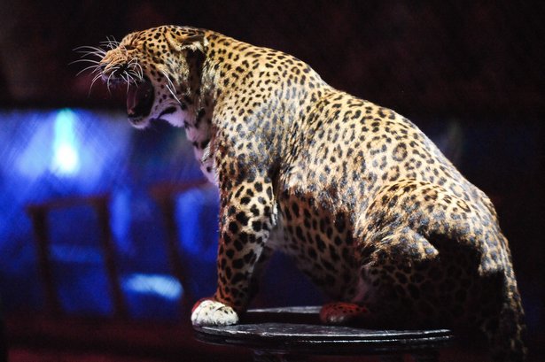 Леопард, напавший на ребёнка, продолжит фотографироваться с детьми в фойе цирка на Цветном бульваре