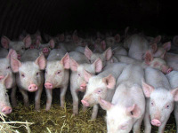 Уважаемые предприниматели, реализующие животноводческую и свиноводческую продукцию в округе!