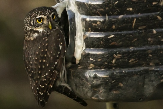 Специалисты Мосприроды заметили в Зеленограде  редкую птицу