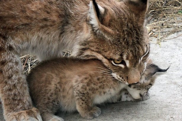 В Московском зоопарке восточносибирская рысь принесла потомство-двух котят