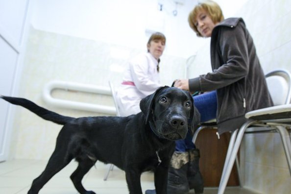Ежегодно более 500 сотрудников государственной ветеринарной службы Москвы проходят курсы повышения квалификации