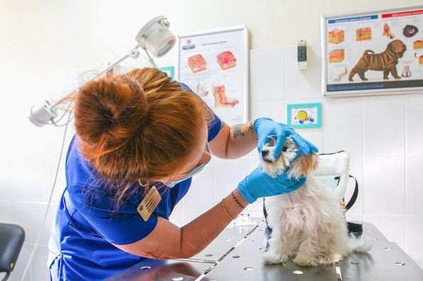 Депутат МГД Козлов напомнил о необходимости вакцинации домашних животных от бешенства