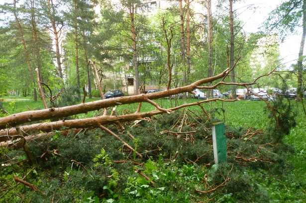 Ураган повалил около сотни зеленоградских деревьев