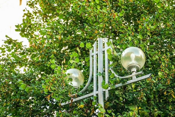 В лесопарке между 9-м микрорайоном и МИЭТом установят уличные фонари