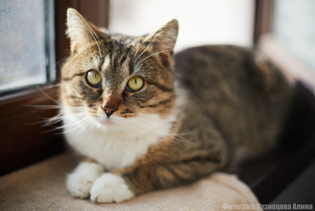 В Зеленограде пройдет очередная акция по поиску дома для приютских животных