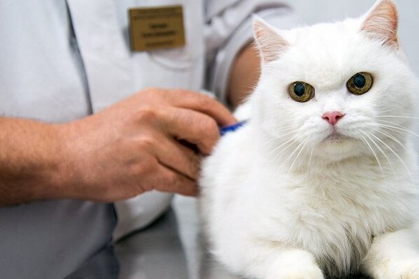 Депутат МГД Александр Козлов: Своевременная вакцинация собак и кошек поможет сохранить их здоровье