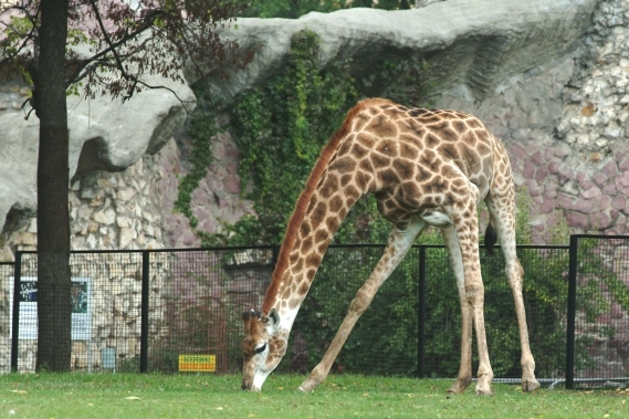 Самый высокий обитатель московского зоопарка теперь гуляет в открытом вольере