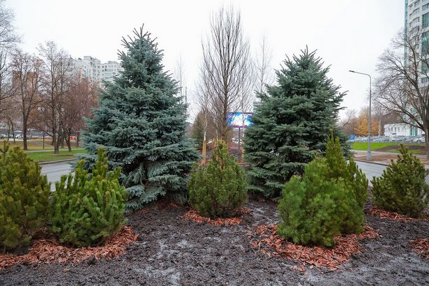 Собянин: Около 3,2 тыс. деревьев-крупномеров высадили на Профсоюзной улице