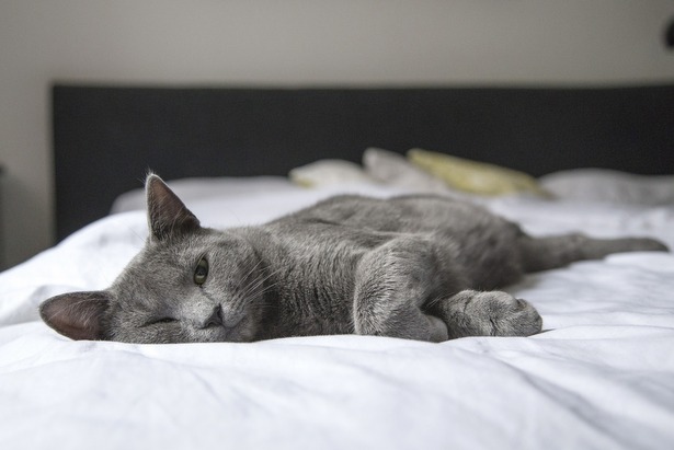 Ковид впервые найден у кошки: стоит ли теперь волноваться людям
