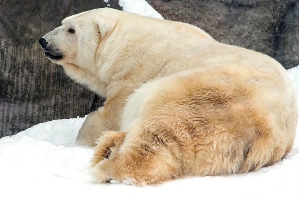 Гостям Московского зоопарка предложат угадать размер лапы белого медведя