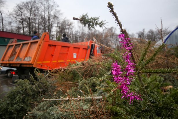 Депутат Мосгордумы Киселева: Москвичи определят самые удобные пункты приема новогодних елок