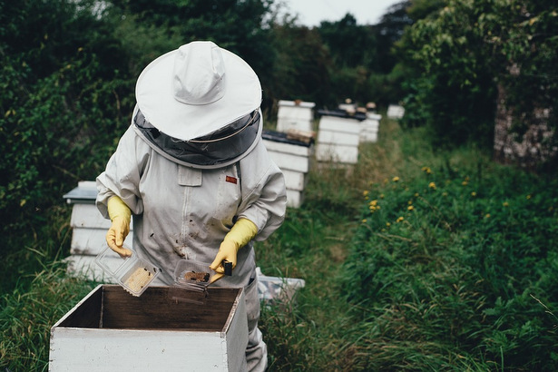 Зеленоградская пасека станет местом встречи любителей пчел