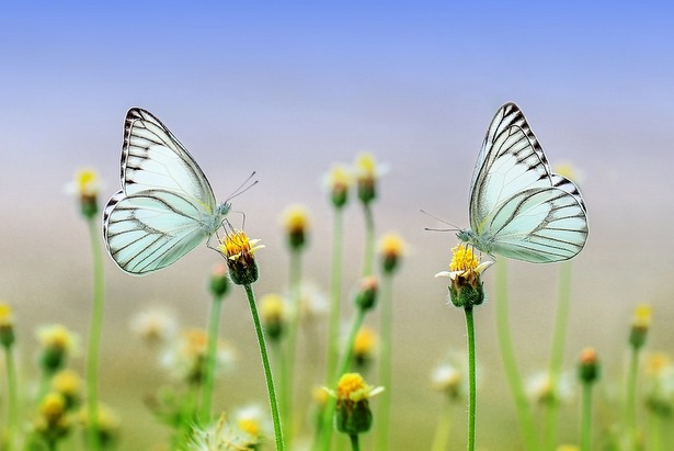 В зеленоградском Доме лани отметят "День бабочки"
