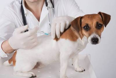 План-график проведения вакцинации против бешенства собак и кошек на прививочных пунктах в Зеленоградском АО г. Москвы в 2015 году