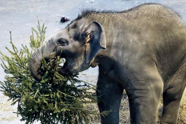Зверей Московского зоопарка задарили хвойными подарками