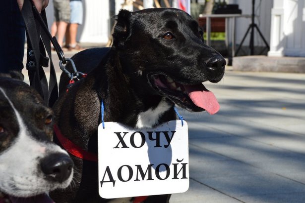 Депутат МГД Козлов призвал москвичей к участию в проекте помощи бездомным животным «Лучший друг»