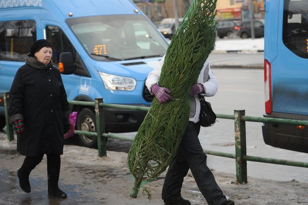 В Зеленограде организуют шесть точек по продаже новогодних елей