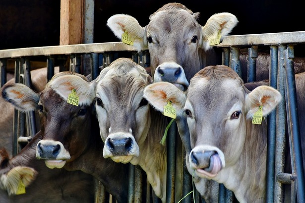  Электронная капсула из желудка коровы будет передавать информацию о здоровье животного на компьютер через Wi-Fi
