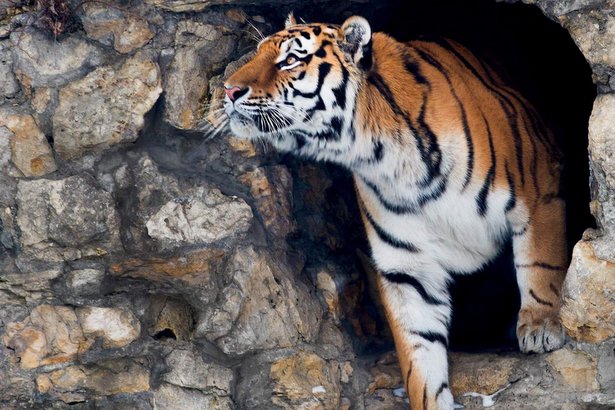 Московский зоопарк отправит на постоянное жительство в США амурского тигра
