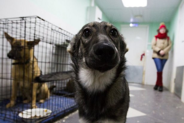 Депутат МГД: Онлайн-каталоги помогли обрести новый дом сотням собак и кошек в период пандемии