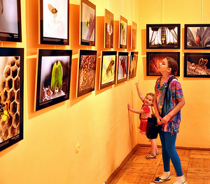 С удивительным миром насекомых можно ознакомиться на фотовыставке в библиотеке Зеленограда